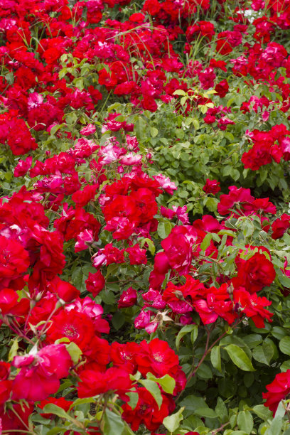 红玫瑰花园图片下载