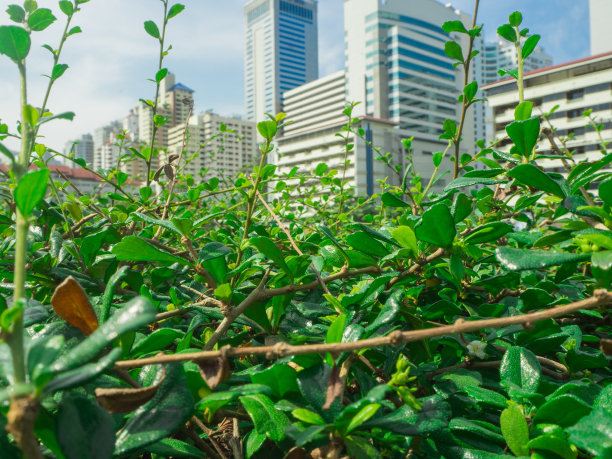 绿色的树叶特写在一个户外公园与城市天际线的商业塔在背景图片下载
