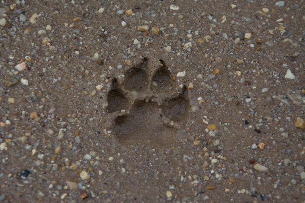 老虎或猫踩在泥上图片下载