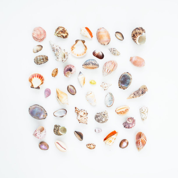 海洋贝壳孤立在白色背景上。平的。前视图。海洋模式。图片下载