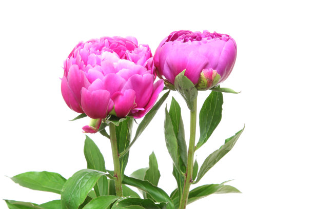 白色背景的牡丹图片下载