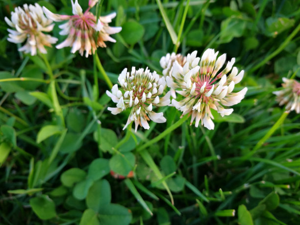 白色的花的草图片下载