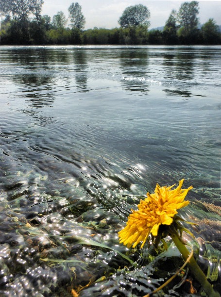 蒲公英图片下载