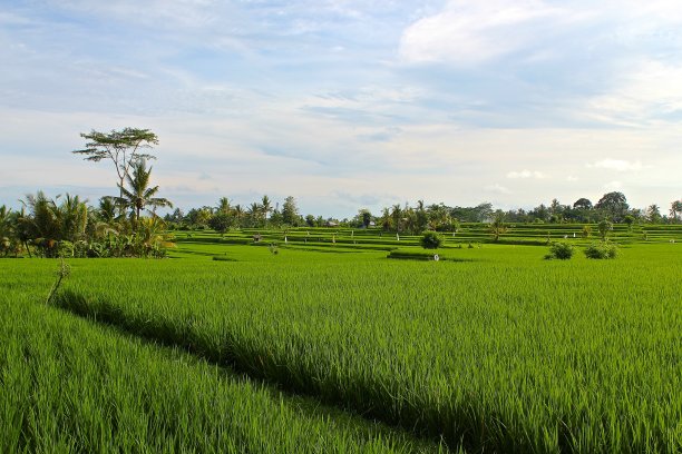 巴厘岛的稻田图片下载