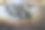 斐济黑唇牡蛎壳选用黑珍珠图片下载