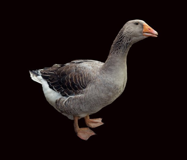 波美拉尼亚的鹅图片下载