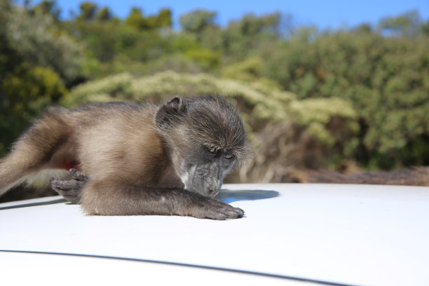 小狒狒图片下载