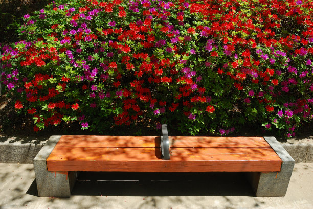 杜鹃花图片下载