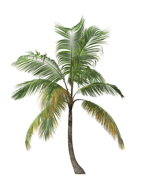 热带植物图片下载