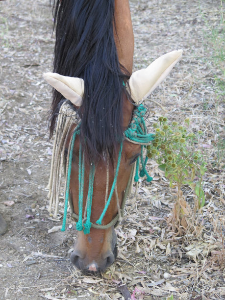 棕色的马在寻找食物图片下载