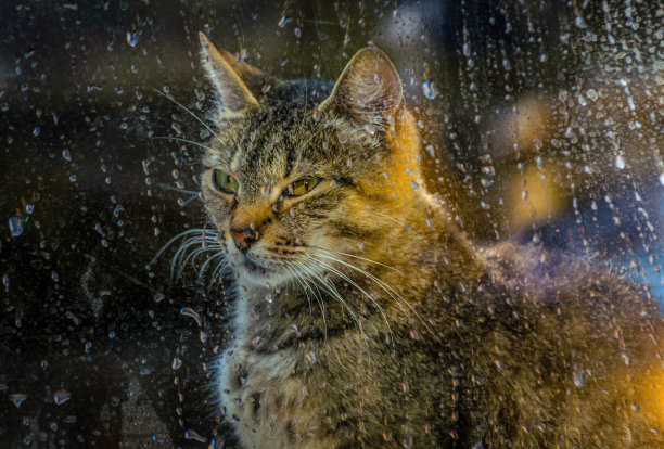 爱玛的母亲图片下载