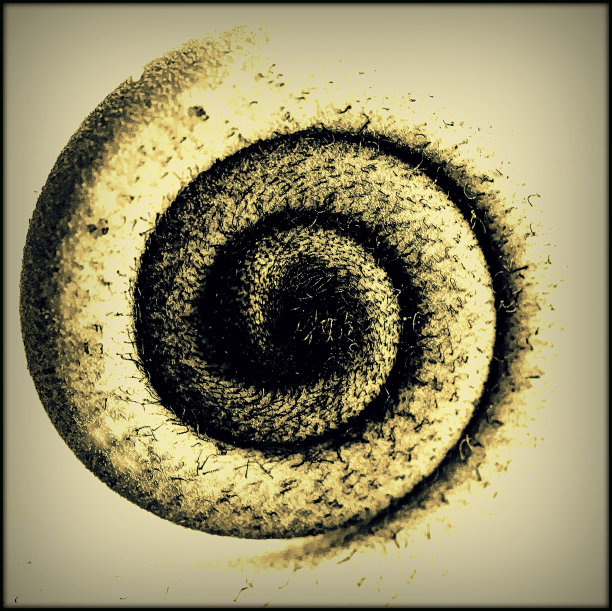 蕨类植物线圈2图片下载