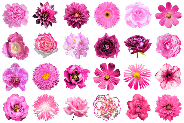 拼贴的自然和超现实的粉红色花24孤立图片下载