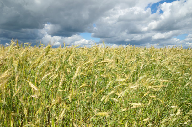 在一个阳光明媚的夏日，麦田图片下载