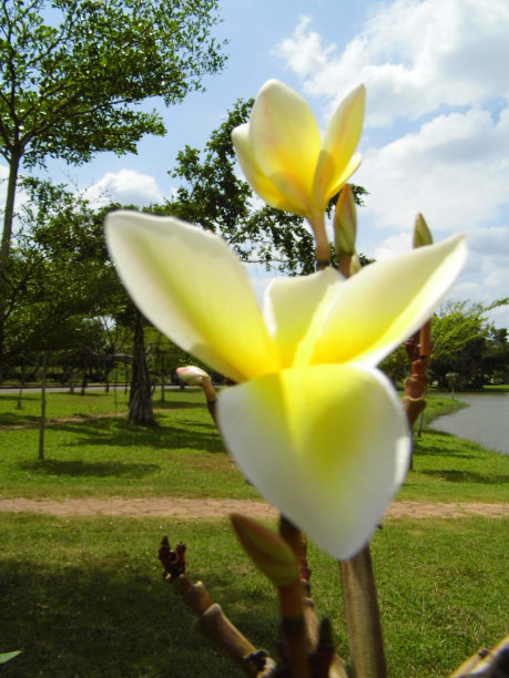 黄色plumeria花图片下载
