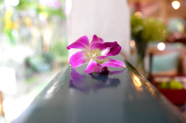 美丽的兰花图片下载