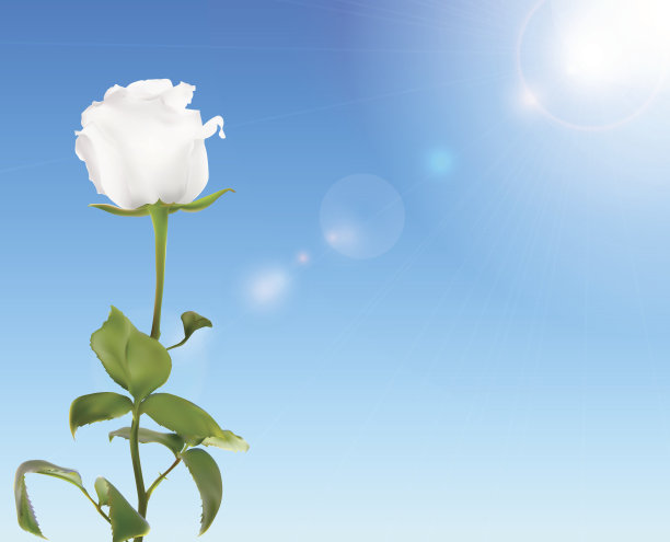 美丽的玫瑰对闪亮的天空矢量插图图片下载