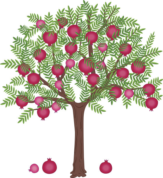 石榴树图片下载