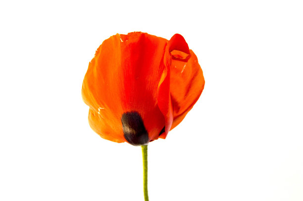 白色的地上是罂粟花，罂粟叶，最好的罂粟花用于项目和设计，图片下载