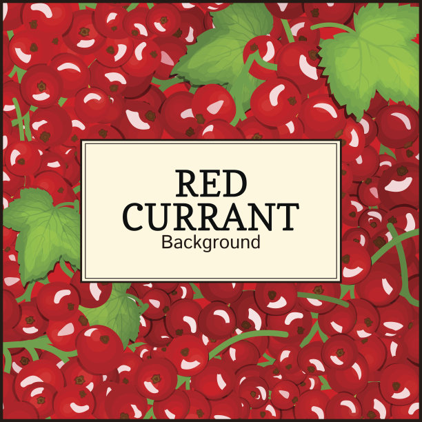 方形标签在成熟的红加仑子背景上。矢量插图。鲜嫩多汁的红莓枝醋栗用于食品、果汁、果酱、冰淇淋、冰沙、排毒、化妆品奶油、茶的包装设计图片下载