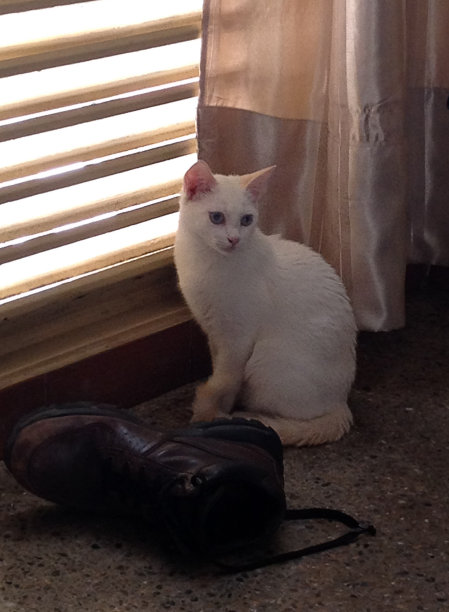 白猫在家图片下载