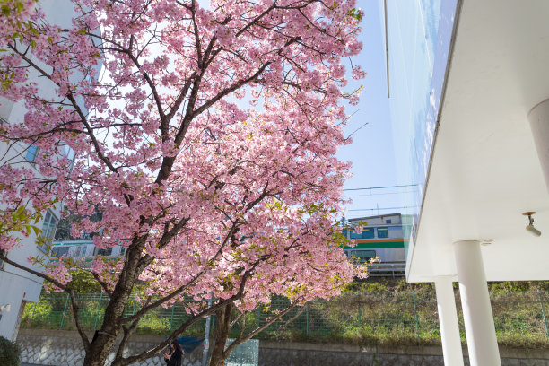 粉红色的樱花树在蓝天下乘凉图片下载