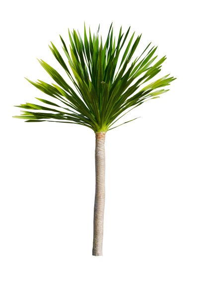 白底上的树图片下载