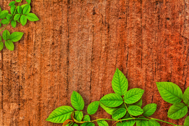 绿叶上的旧木纹理图片下载