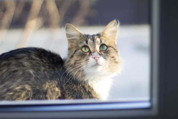 漂亮的毛绒绒的猫冬天坐在窗台上图片下载