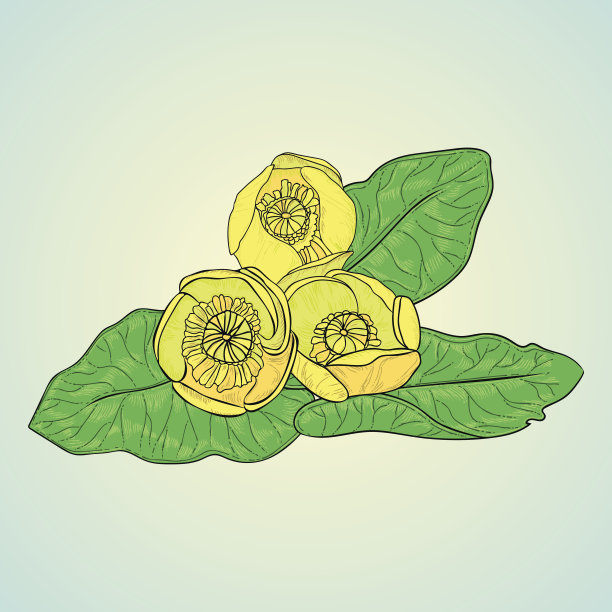 黄色的睡莲图片下载