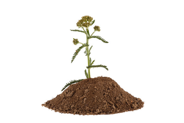 一株植物在白色背景上孤立的粘土山上生长的照片。植物和园艺。图片下载
