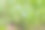 野生亚麻(亚麻)植物，花期在初夏季节图片下载
