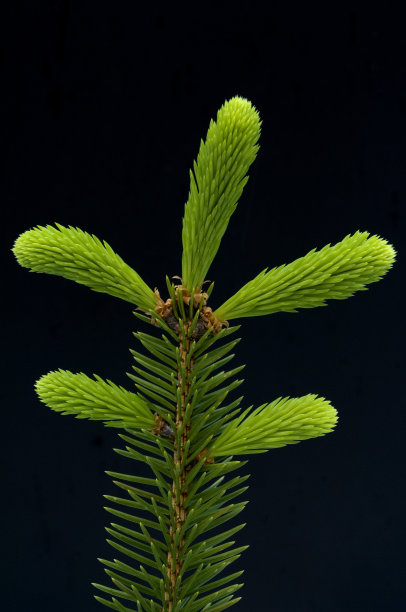 菲希特， 菲赫滕茨韦格， 菲赫特纳斯特， 皮切亚， 阿比斯，图片下载