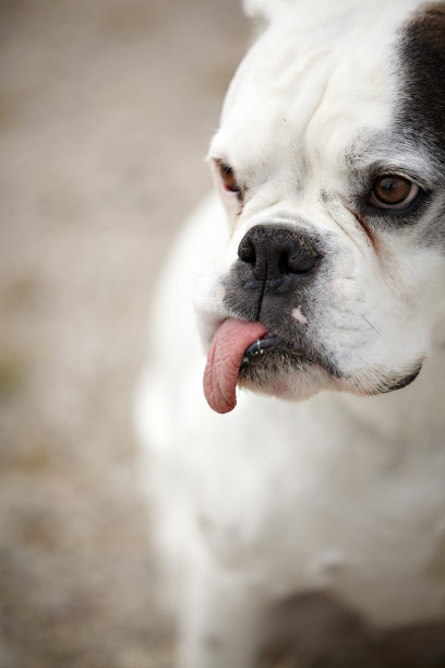 伸出舌头的狗。图片下载