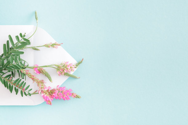 白色信封，粉红色的花，蓝色的背景。你的邮件图片下载