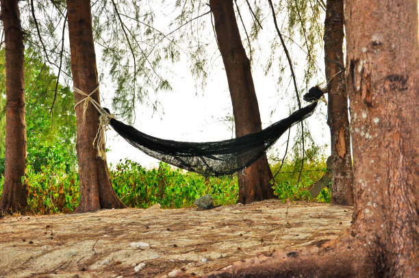海滩上的吊床和松树的特写图片下载