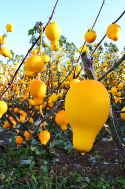 奶果在农场背景下，选择性的集中在一个实体的水果，它是明亮的黄色和颜色吸引。图片下载