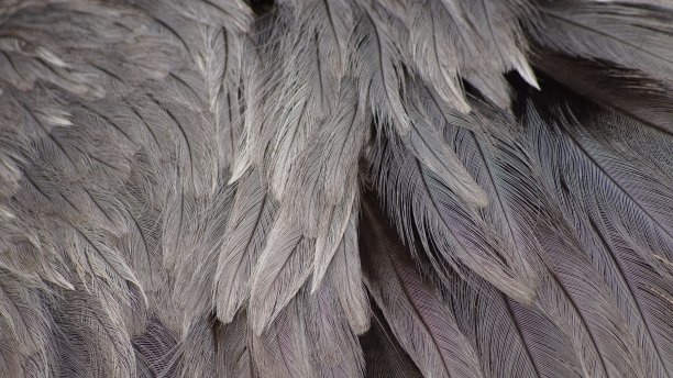 南杜格菲德图片下载