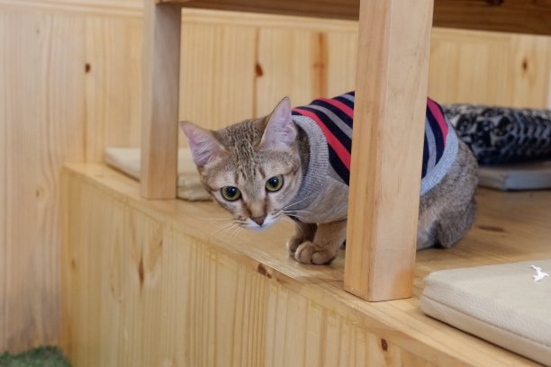 可爱的猫图片下载