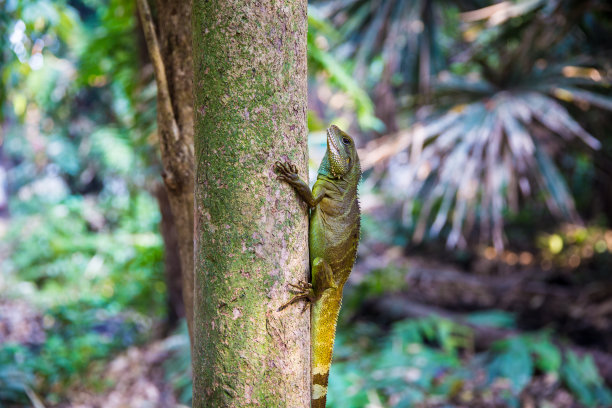 野生动物，树上的大变色龙。图片下载