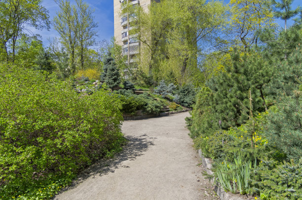 植物园中的针叶树。图片下载