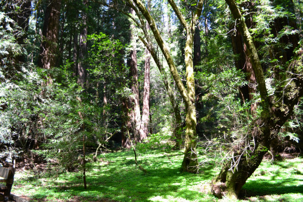 穆尔森林加州图片下载