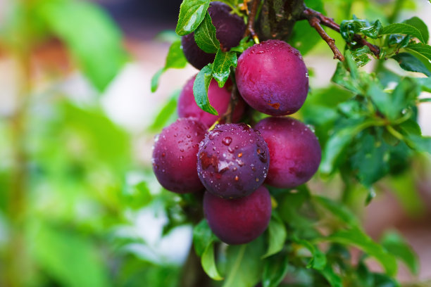 新鲜成熟的李子图片下载