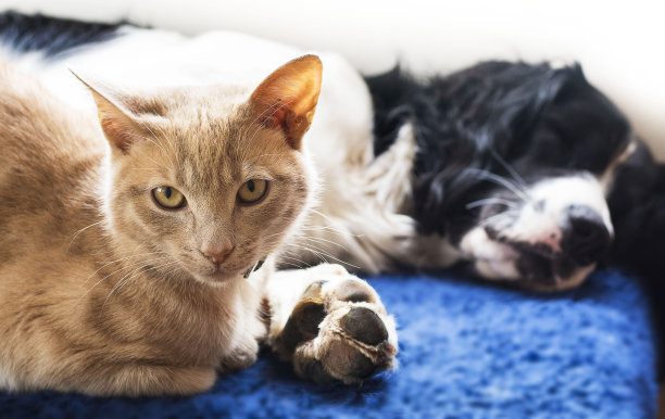 狗和猫躺在一起图片下载