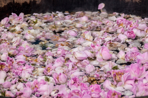 保加利亚的粉色玫瑰图片下载