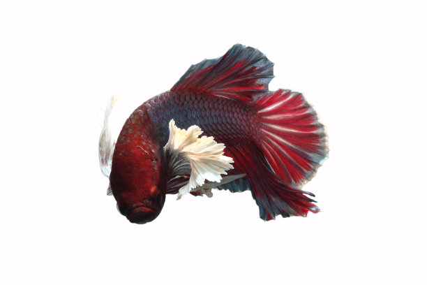 红嘴鱼有白色背景上的白色大耳朵。图片下载