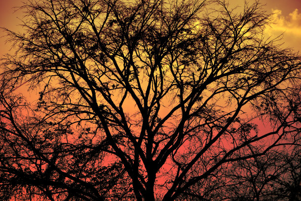 深秋森林里的树枝没有叶子，过滤了背景。图片下载