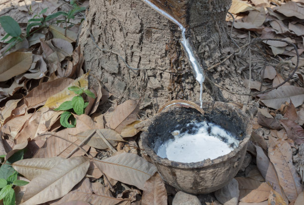 赫韦亚巴西利安西斯图片下载