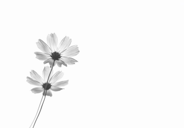 宇宙的花图片下载