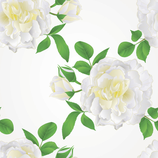 无缝纹理白玫瑰与芽和叶复古向量图片下载